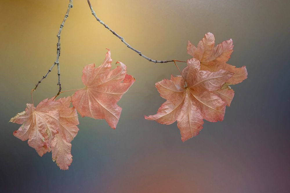 USA-Washington State-Seabeck Vine maple leaves on branch in autumn art print by Jaynes Gallery for $57.95 CAD