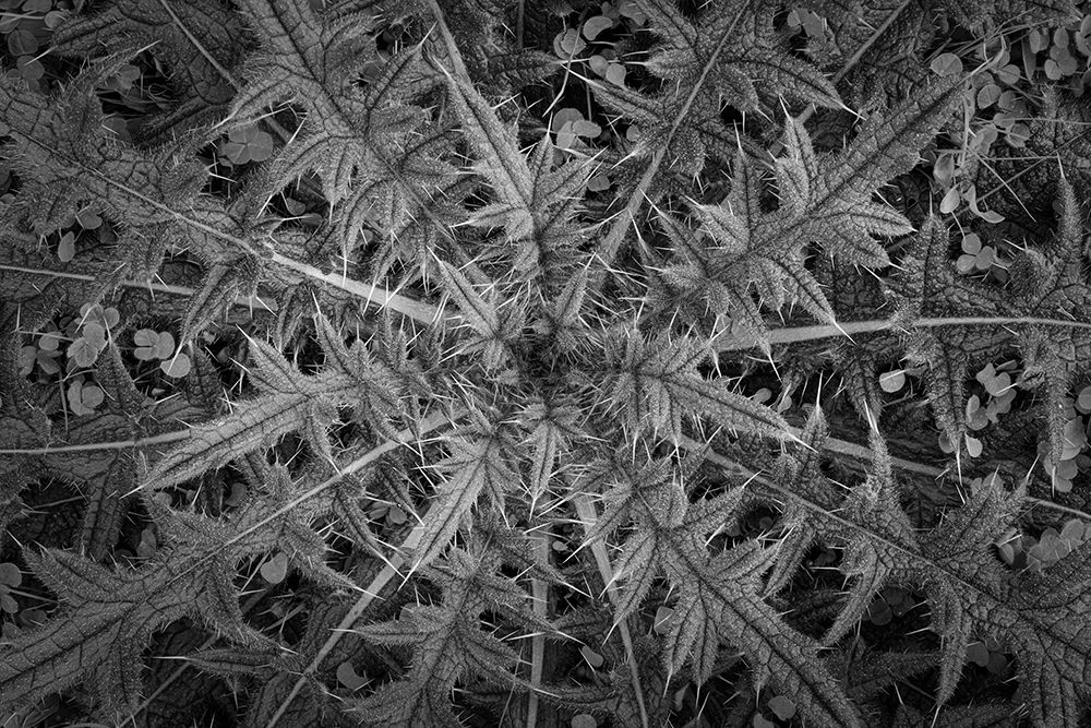 USA-Washington State-Seabeck Black and white close-up of thistle plant art print by Jaynes Gallery for $57.95 CAD