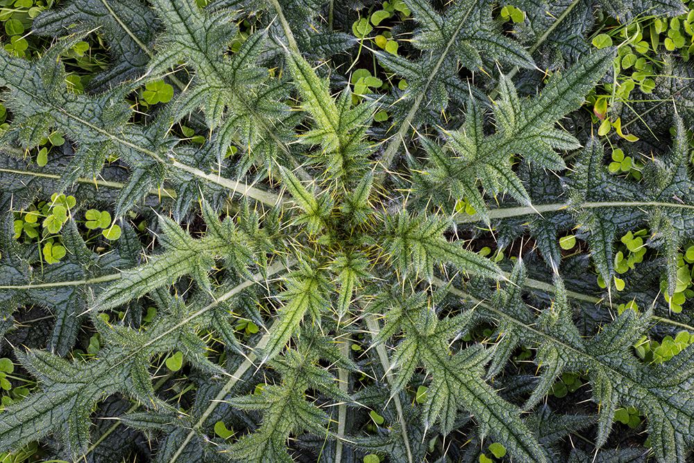USA-Washington State-Seabeck Close-up of thistle plant art print by Jaynes Gallery for $57.95 CAD