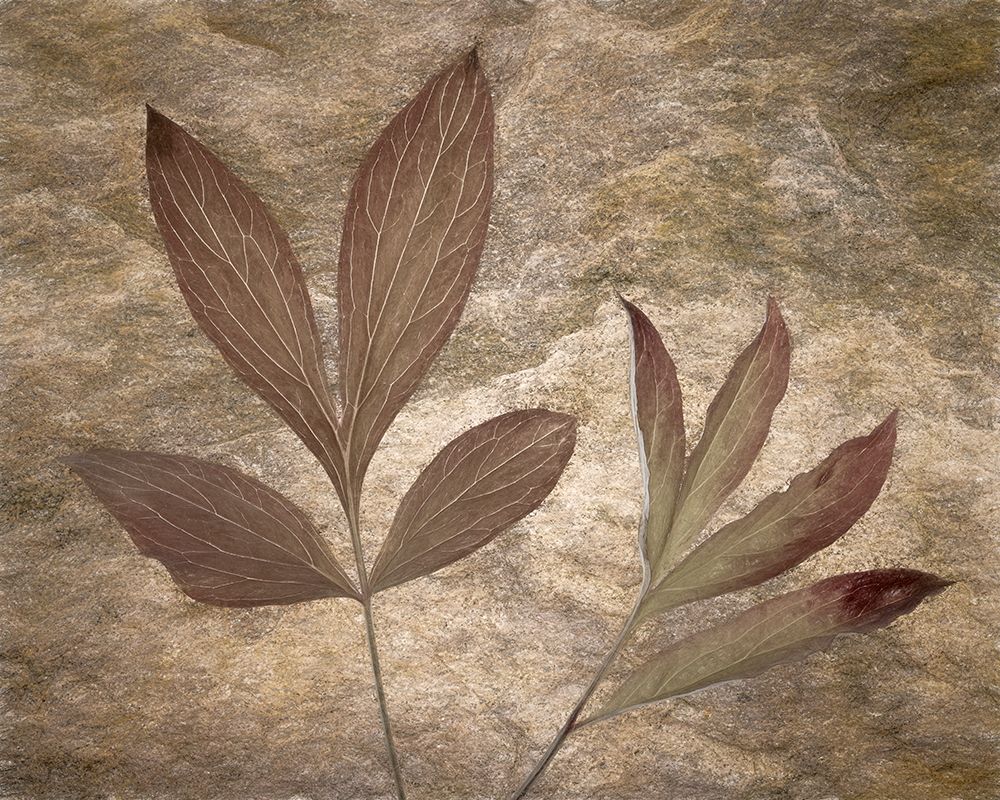 USA-Washington State-Seabeck Peony leaves close-up art print by Jaynes Gallery for $57.95 CAD