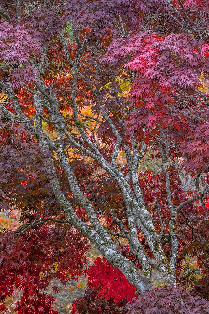 USA-Washington State-Seabeck Japanese maple tree in autumn art print by Jaynes Gallery for $57.95 CAD