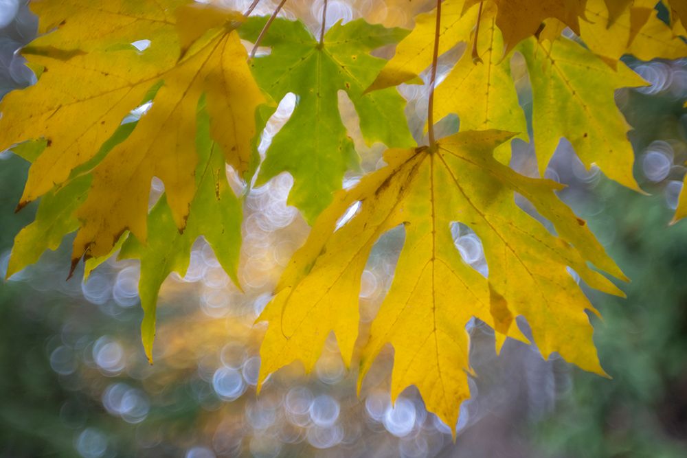 USA-Washington State-Seabeck Bigleaf maple leaves close-up in autumn art print by Jaynes Gallery for $57.95 CAD