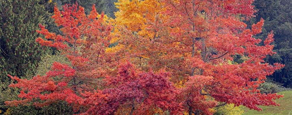 USA-Washington State-Seabeck Panoramic of oak trees in autumn art print by Jaynes Gallery for $57.95 CAD
