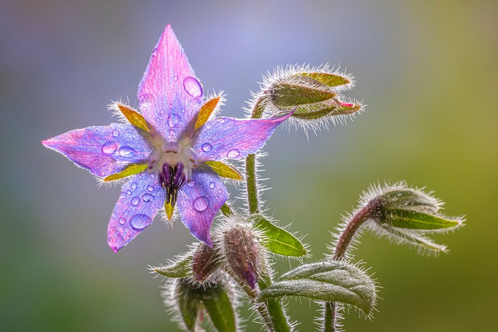 USA-Washington State-Seabeck Raindrops on borage flower art print by Jaynes Gallery for $57.95 CAD