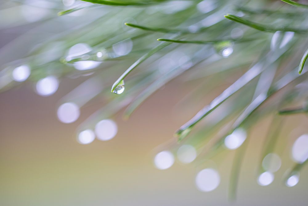 USA-Washington State-Seabeck Raindrops on pine needles art print by Jaynes Gallery for $57.95 CAD