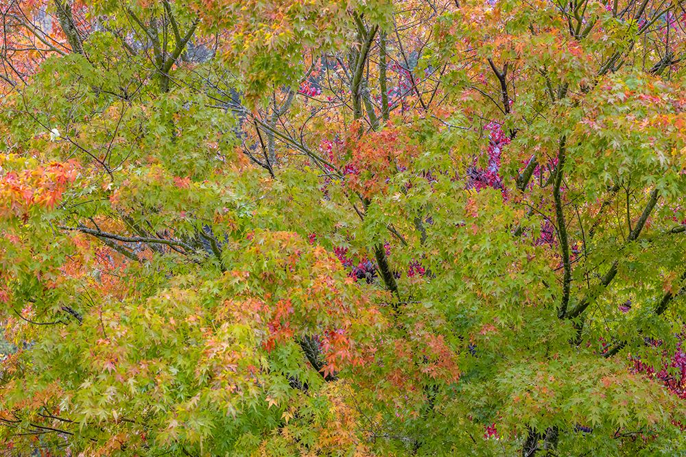 USA-Washington State-Seabeck Japanese maple tree in autumn art print by Jaynes Gallery for $57.95 CAD