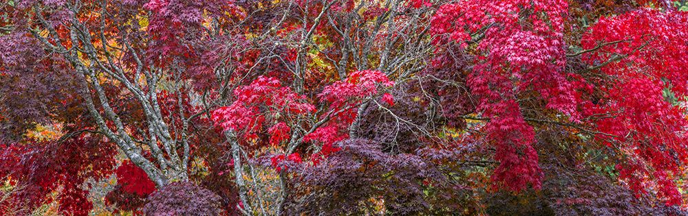 USA- Washington State- Seabeck. Japanese Maple trees- Washington State- Seabeck. art print by Jaynes Gallery for $57.95 CAD