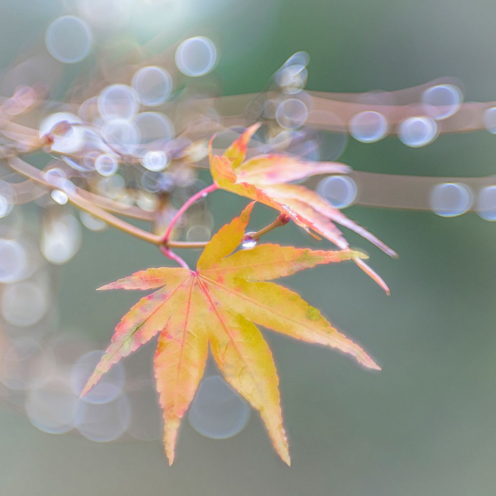 USA- Washington State- Seabeck. Japanese maple leaves after autumn rainstorm. art print by Jaynes Gallery for $57.95 CAD