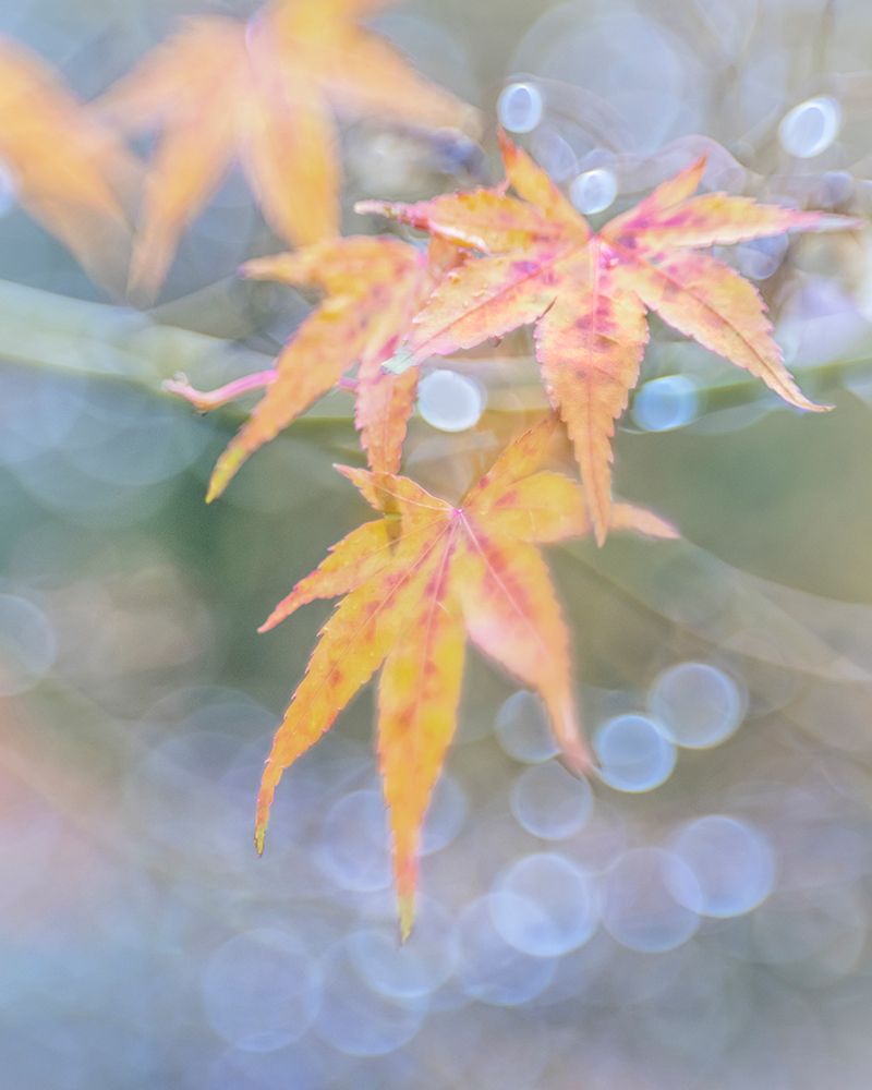 USA- Washington State- Seabeck. Japanese maple leaves after autumn rainstorm. art print by Jaynes Gallery for $57.95 CAD