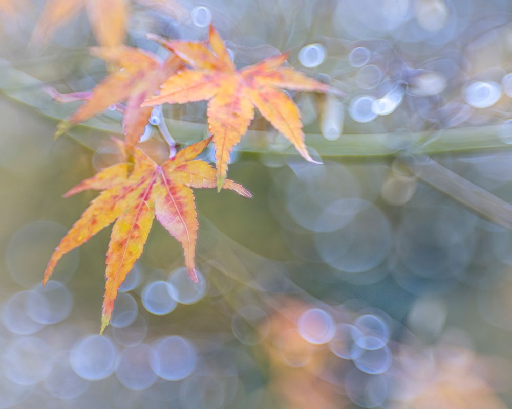 USA- Washington State- Seabeck. Japanese maple leaves after autumn rainstorm. art print by Jaynes Gallery for $57.95 CAD