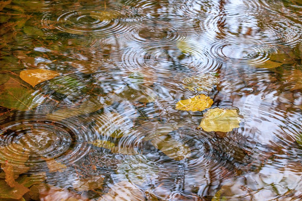 USA- Washington State- Seabeck. Autumn raindrops on water. art print by Jaynes Gallery for $57.95 CAD