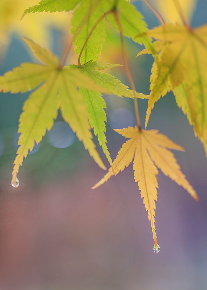 USA- Washington State- Seabeck. Japanese maple leaves after autumn rainstorm. art print by Jaynes Gallery for $57.95 CAD
