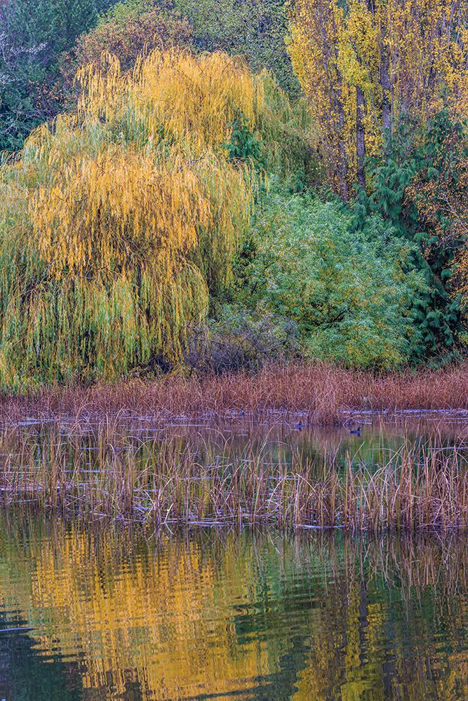 USA- Washington State- Seabeck. Saltwater marsh in autumn. art print by Jaynes Gallery for $57.95 CAD