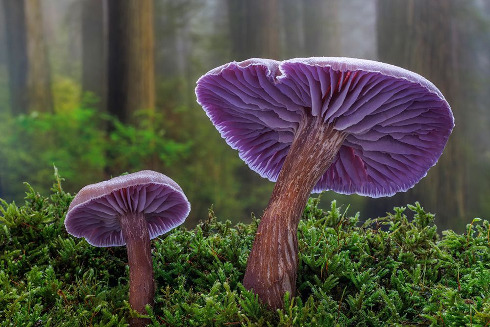 USA- Washington State- Seabeck. Western amethyst laccaria mushroom close-up. art print by Jaynes Gallery for $57.95 CAD