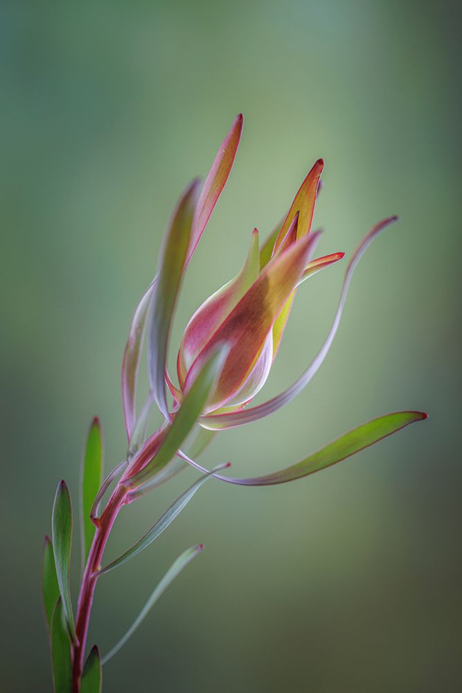 USA- Washington State- Seabeck. Common sunshine conebush plant close-up. art print by Jaynes Gallery for $57.95 CAD