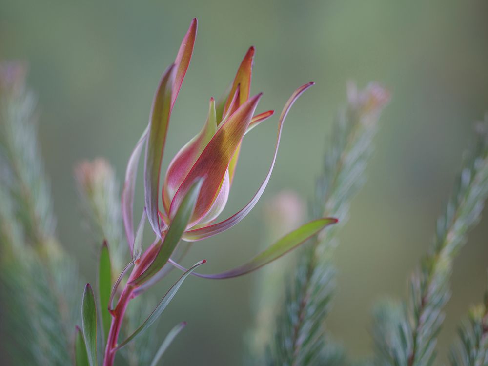 USA- Washington State- Seabeck. Common sunshine conebush plant close-up. art print by Jaynes Gallery for $57.95 CAD