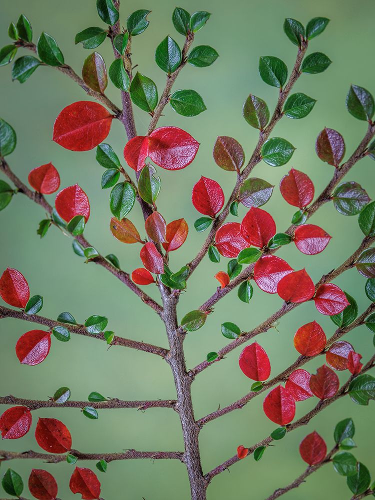 USA- Washington State- Seabeck. Rock cotoneaster plant close-up. art print by Jaynes Gallery for $57.95 CAD