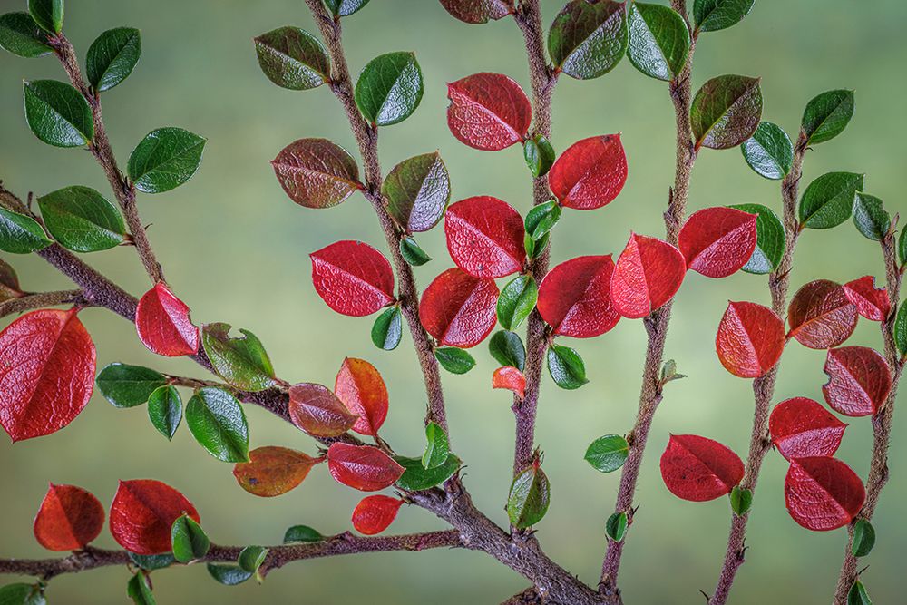 USA- Washington State- Seabeck. Rock cotoneaster plant close-up. art print by Jaynes Gallery for $57.95 CAD