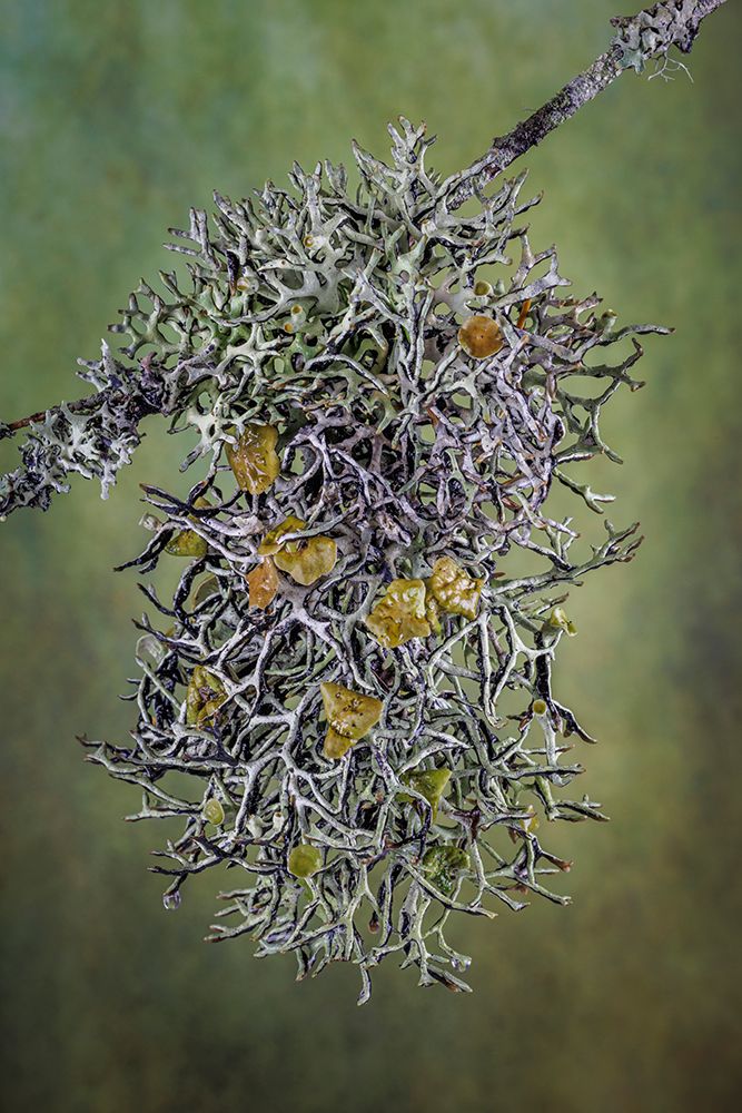 Plant close-up. art print by Jaynes Gallery for $57.95 CAD