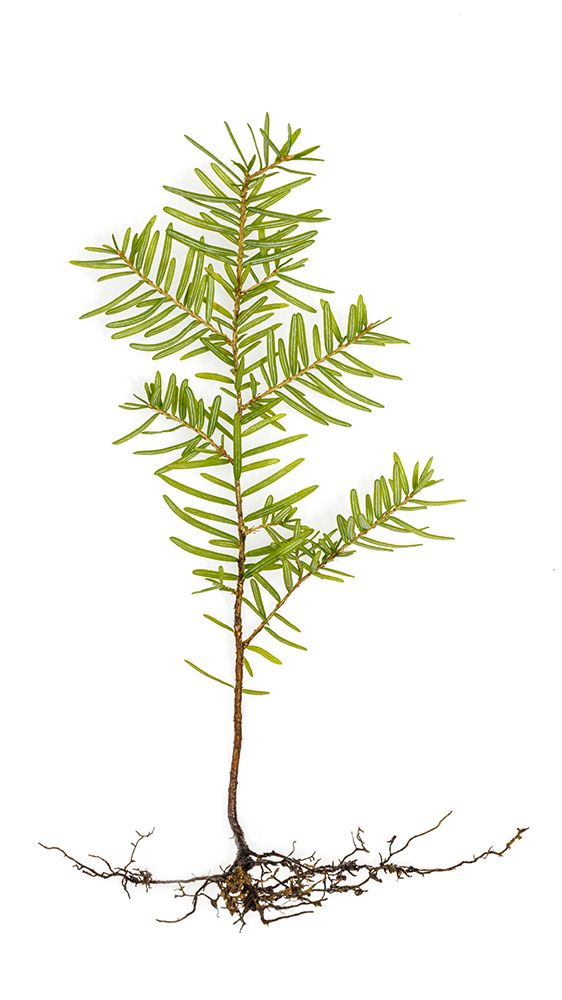USA- Washington State- Seabeck. Western hemlock seedling close-up. art print by Jaynes Gallery for $57.95 CAD