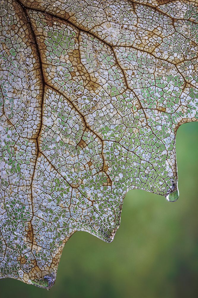 USA- Washington State- Seabeck. Skeletonized vanilla leaf close-up. art print by Jaynes Gallery for $57.95 CAD