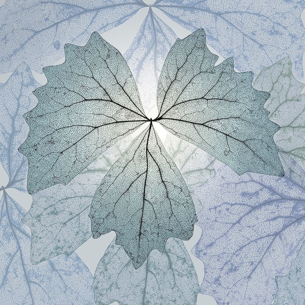 USA- Washington State- Seabeck. Composite of skeletonized vanilla leaves. art print by Jaynes Gallery for $57.95 CAD