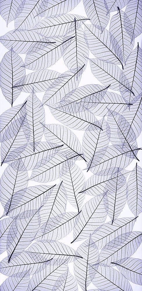 USA- Washington State- Seabeck. Black and white pattern of skeletonized leaves. art print by Jaynes Gallery for $57.95 CAD
