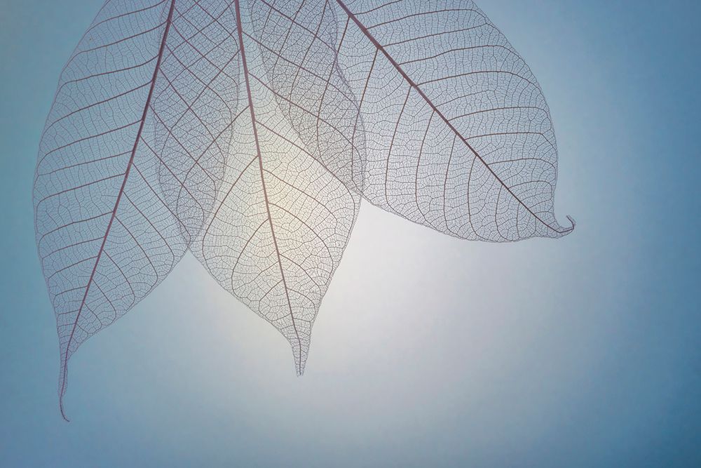 USA- Washington State- Seabeck. Pattern of skeletonized leaves. art print by Jaynes Gallery for $57.95 CAD