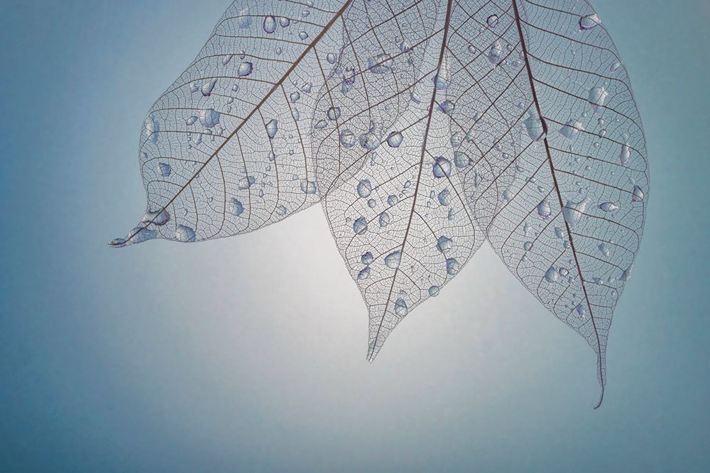 USA- Washington State- Seabeck. Pattern of drops on skeletonized leaves. art print by Jaynes Gallery for $57.95 CAD