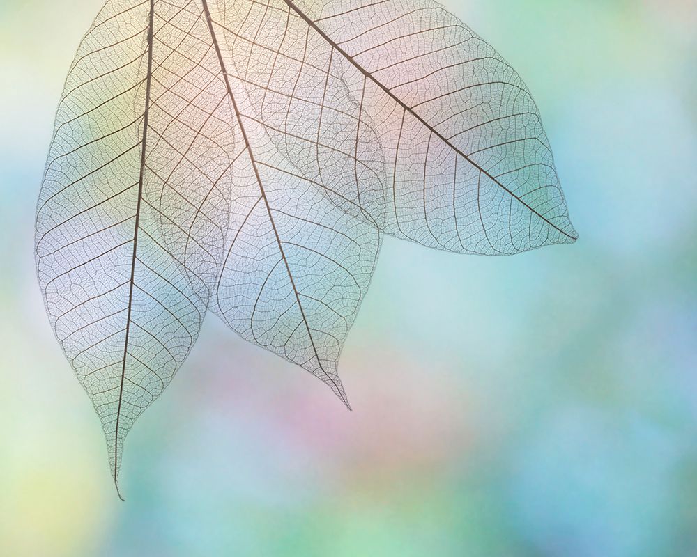 USA- Washington State- Seabeck. Pattern of skeletonized leaves. art print by Jaynes Gallery for $57.95 CAD