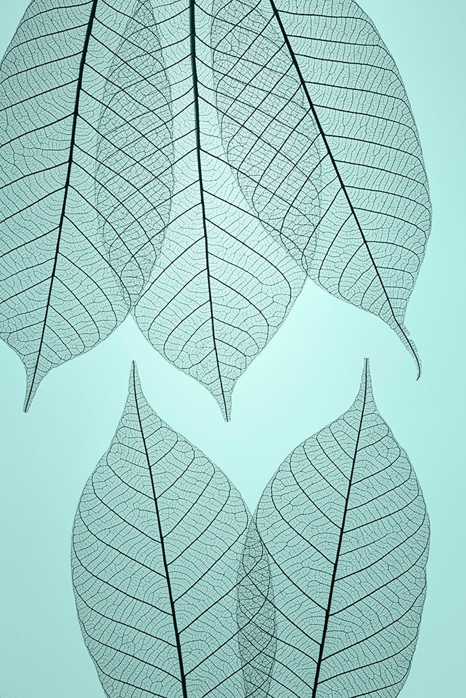 USA- Washington State- Seabeck. Pattern of skeletonized leaves. art print by Jaynes Gallery for $57.95 CAD