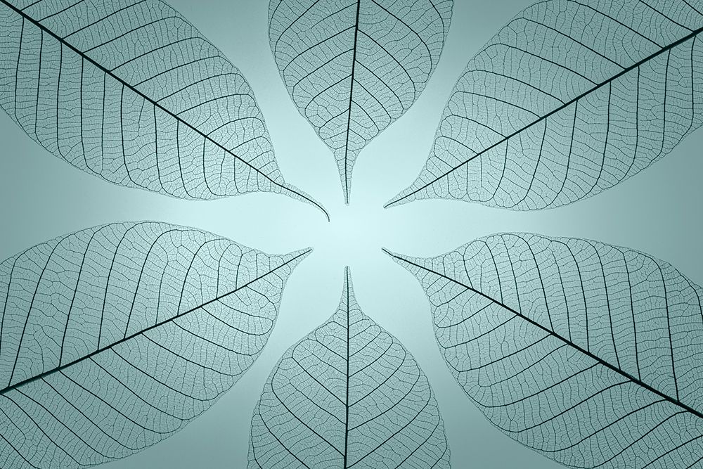 USA- Washington State- Seabeck. Pattern of skeletonized leaves. art print by Jaynes Gallery for $57.95 CAD