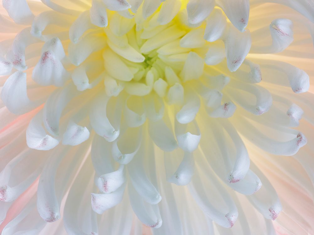 USA- Washington State- Seabeck. Chrysanthemum blossom close-up. art print by Jaynes Gallery for $57.95 CAD