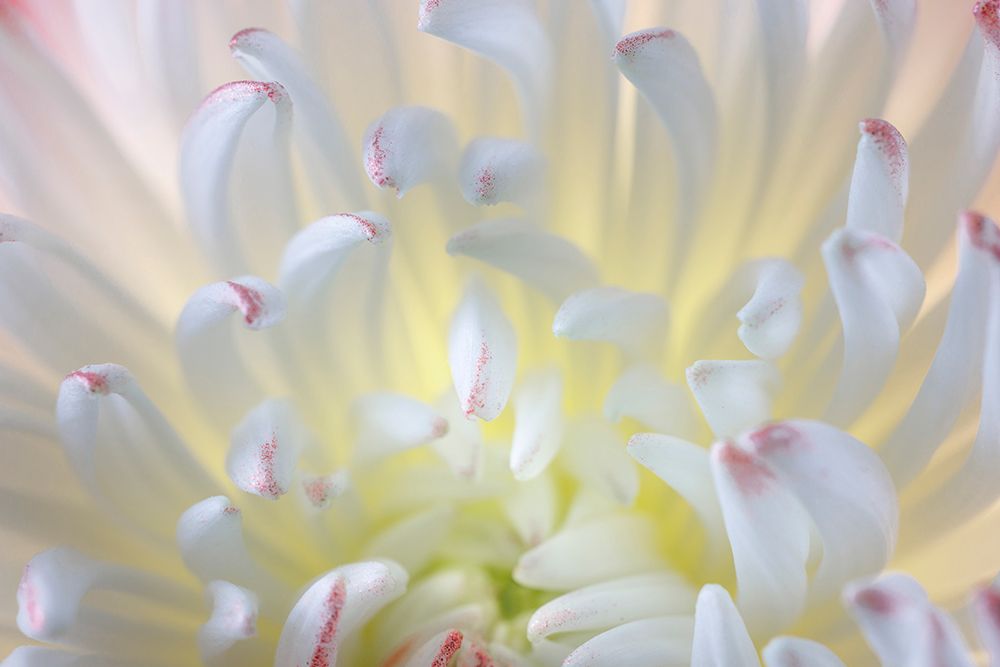 USA- Washington State- Seabeck. Chrysanthemum blossom close-up. art print by Jaynes Gallery for $57.95 CAD