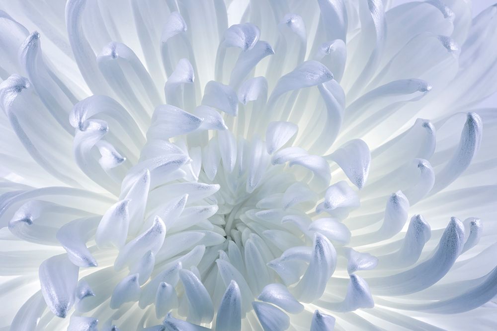 USA- Washington State- Seabeck. Chrysanthemum blossom close-up. art print by Jaynes Gallery for $57.95 CAD