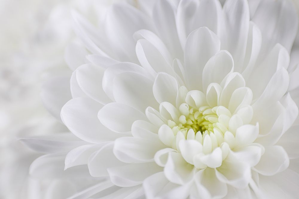 USA- Washington State- Seabeck. Chrysanthemum blossom close-up. art print by Jaynes Gallery for $57.95 CAD