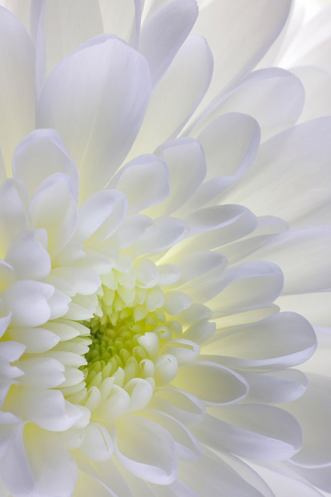 USA- Washington State- Seabeck. Chrysanthemum blossom close-up. art print by Jaynes Gallery for $57.95 CAD