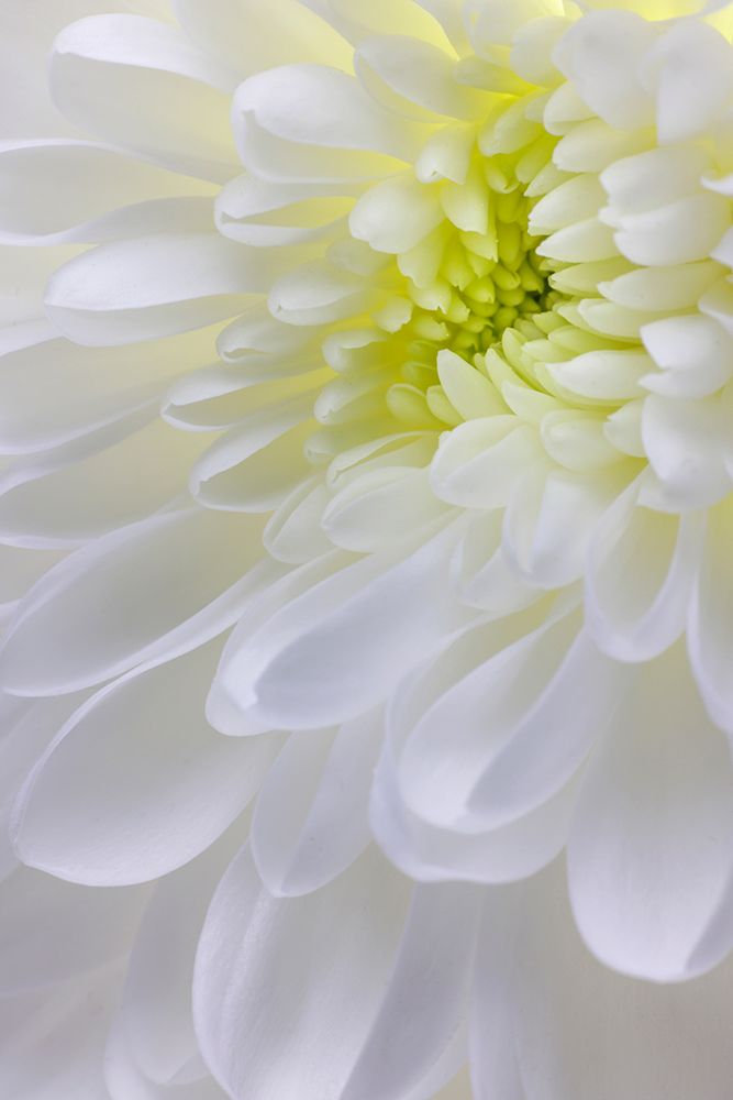 USA- Washington State- Seabeck. Chrysanthemum blossom close-up. art print by Jaynes Gallery for $57.95 CAD