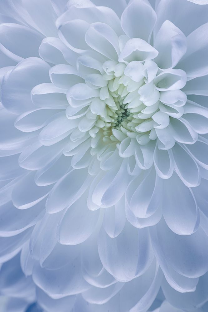 USA- Washington State- Seabeck. Chrysanthemum blossom close-up. art print by Jaynes Gallery for $57.95 CAD