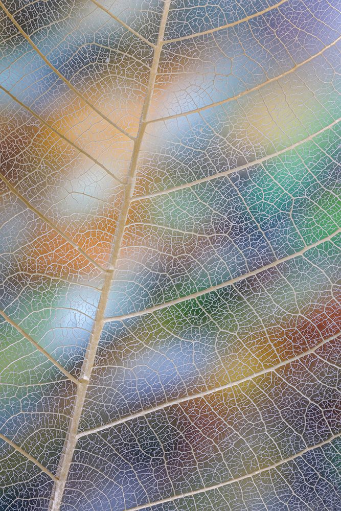 USA- Washington State- Seabeck. Pattern of skeletonized leaves. art print by Jaynes Gallery for $57.95 CAD