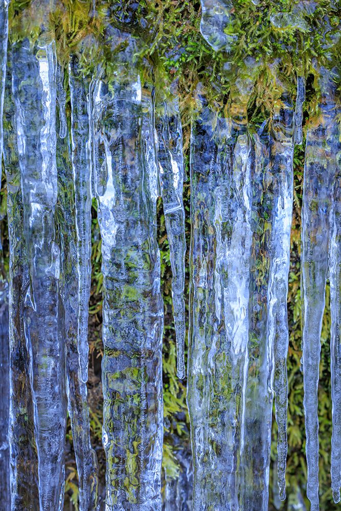 USA- Washington State- Seabeck. Close-up of icicles and moss. art print by Jaynes Gallery for $57.95 CAD