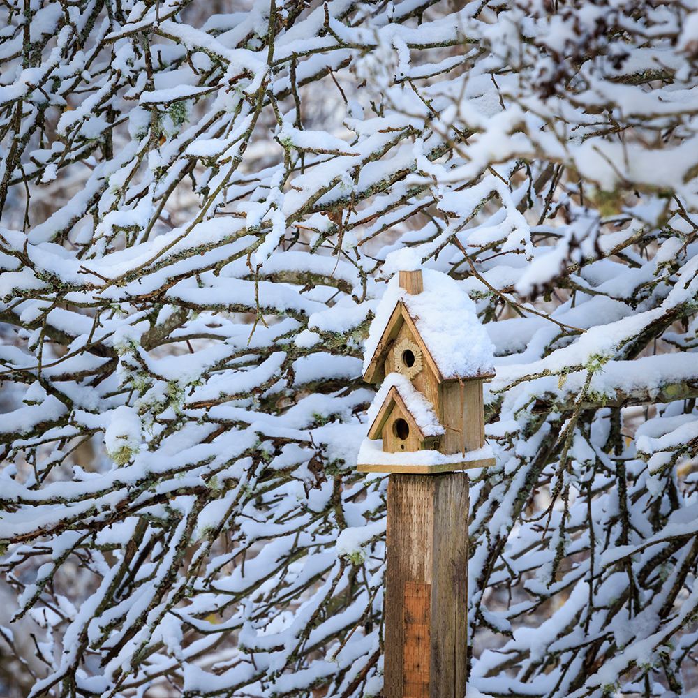 USA- Washington State- Seabeck. Snow-covered bird house and tree limbs. art print by Jaynes Gallery for $57.95 CAD
