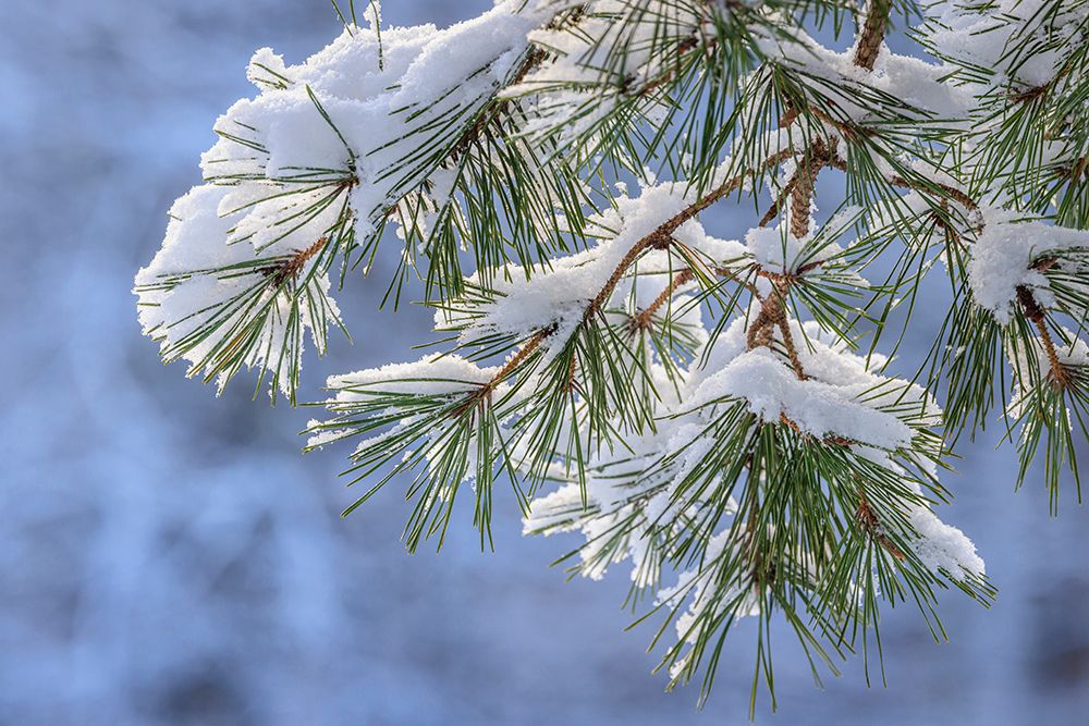 USA- Washington State- Seabeck. Snowy shore pine tree branches. art print by Jaynes Gallery for $57.95 CAD