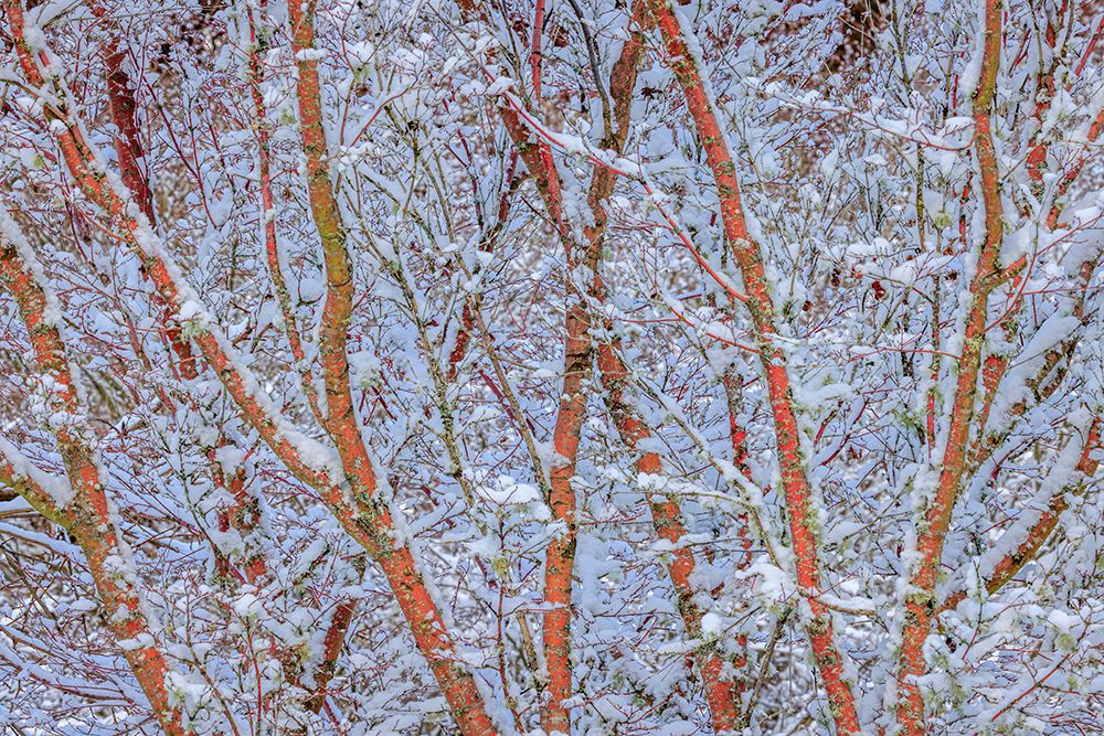 USA- Washington State- Seabeck. Snow-covered coral bark Japanese maple tree. art print by Jaynes Gallery for $57.95 CAD