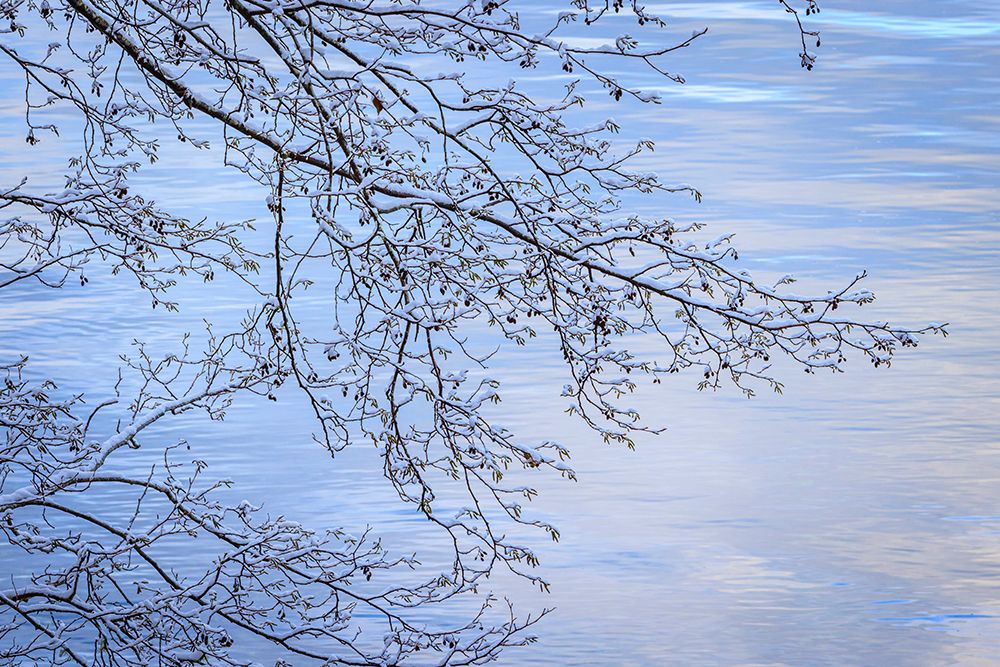 USA- Washington State- Seabeck. Snow-covered alder tree branches on shore of Hood Canal. art print by Jaynes Gallery for $57.95 CAD