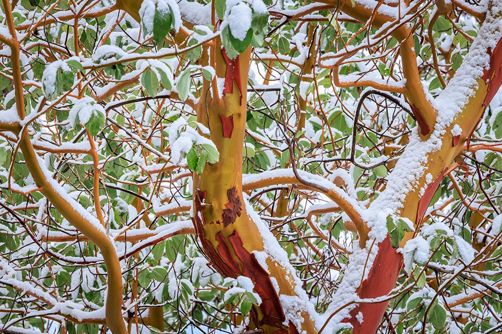 USA- Washington State- Seabeck. Detail of snow-covered madrona tree branches. art print by Jaynes Gallery for $57.95 CAD