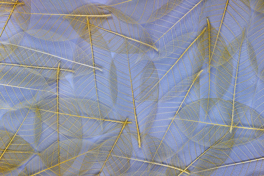 USA- Washington State- Seabeck. Pattern of skeletonized leaves. art print by Jaynes Gallery for $57.95 CAD