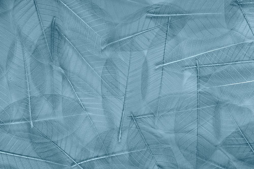 USA- Washington State- Seabeck. Pattern of skeletonized leaves. art print by Jaynes Gallery for $57.95 CAD