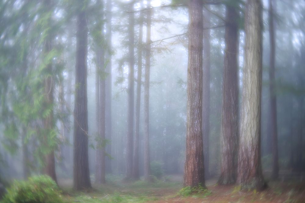 USA- Washington State. Seabeck- Scenic Beach State Park. Morning fog in forest. art print by Jaynes Gallery for $57.95 CAD