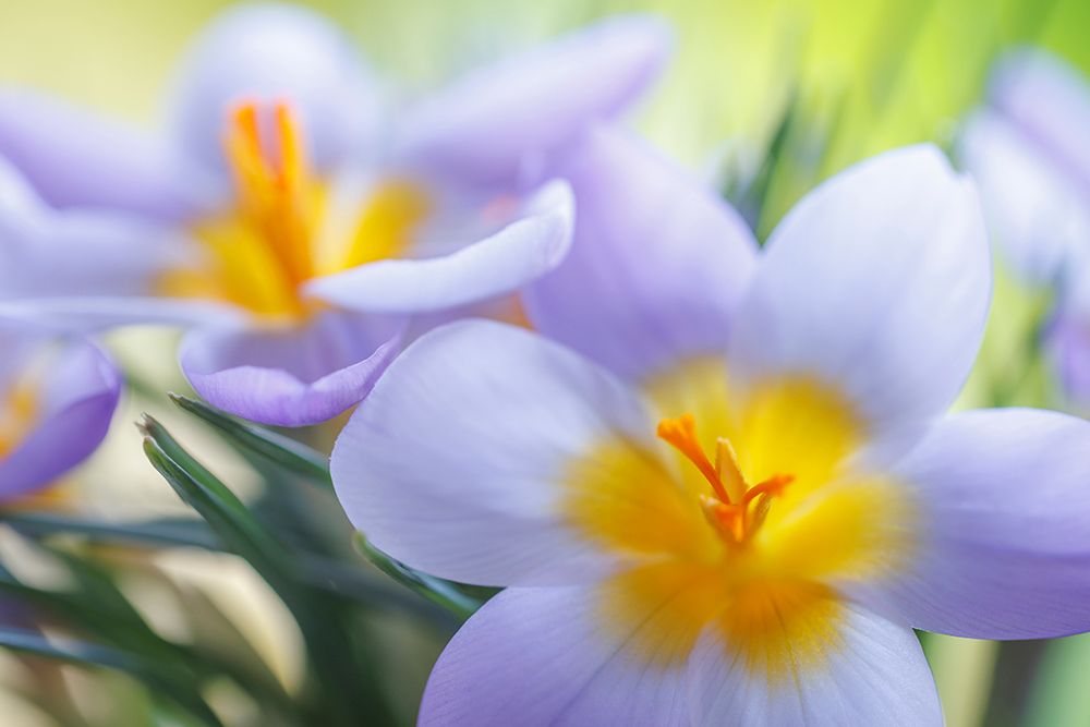 USA- Washington State- Seabeck. Crocus blossoms in spring. art print by Jaynes Gallery for $57.95 CAD